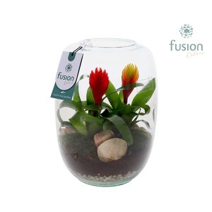 Green Bottle Isabella Large met Bromelia