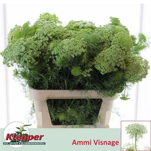 Ammi Vis Casablanca