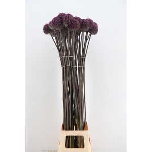 ALLIUM SUMMER DRUMME