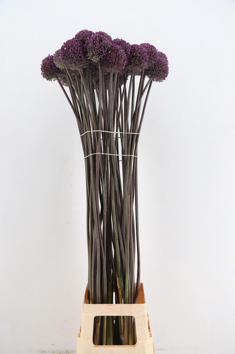 <h4>ALLIUM SUMMER DRUMME</h4>