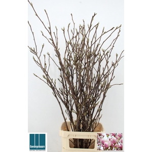 MAGNOLIA GRANDIFLORA