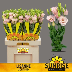 Lisianthus do lisanne light pink