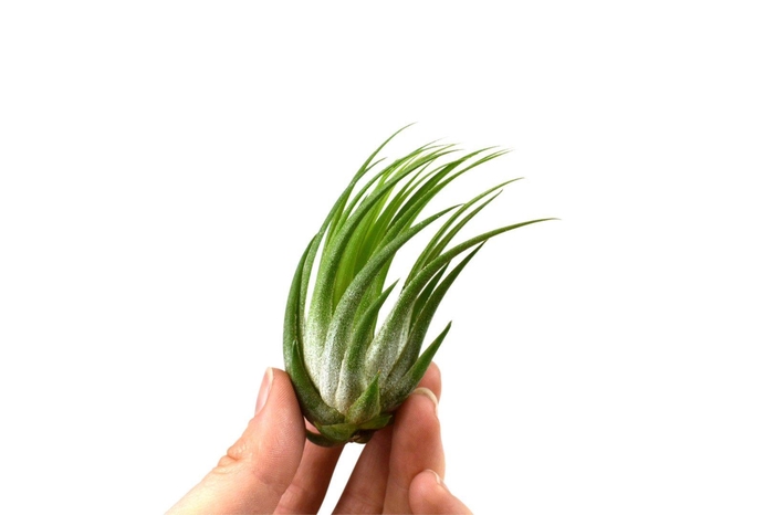 <h4>Tillandsia ionantha scaposa</h4>