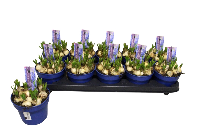 <h4>MUSCAR ATLANTIC</h4>