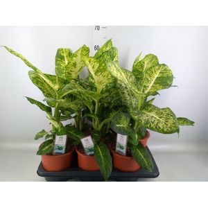 Dieffenbachia  'Mars'