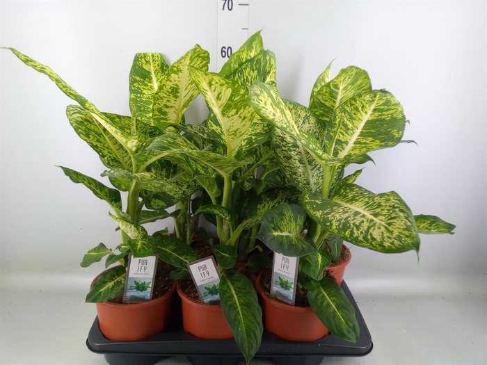 <h4>Dieffenbachia  'Mars'</h4>