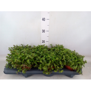 Callisia repens