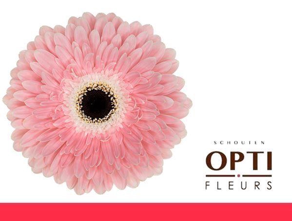 Gerbera Graceland Doos