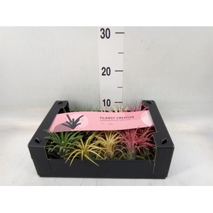 Tillandsia ionantha
