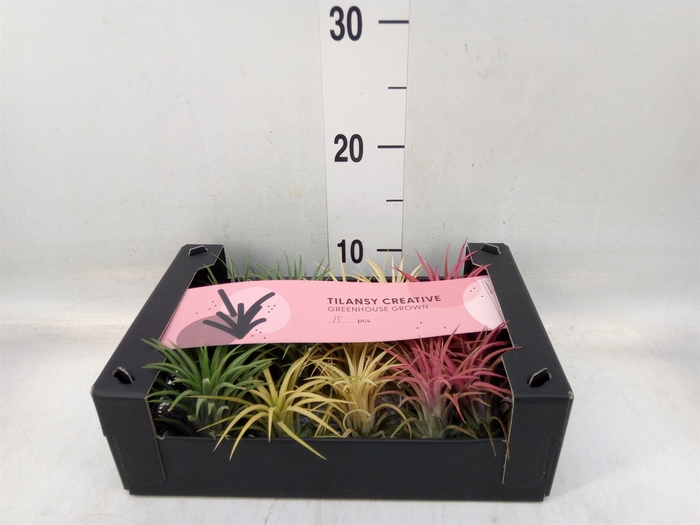 <h4>Tillandsia ionantha</h4>