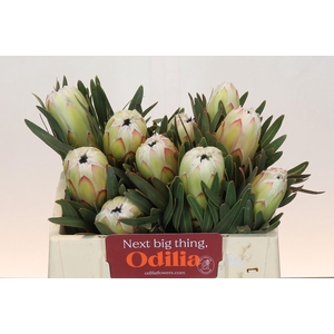 Protea White Night