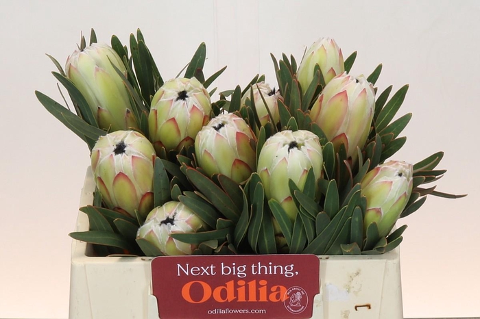 <h4>Protea White Night</h4>