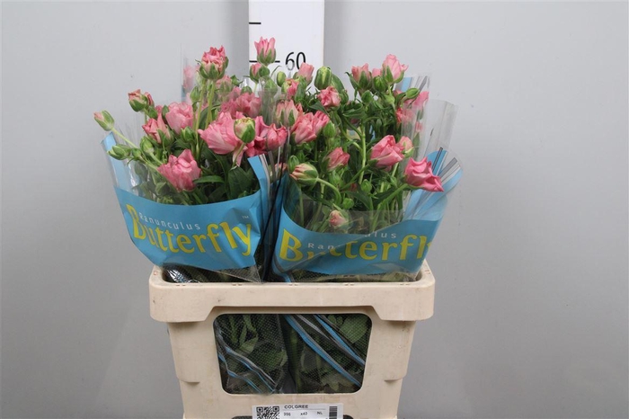 <h4>Ran Butterfly Isis</h4>