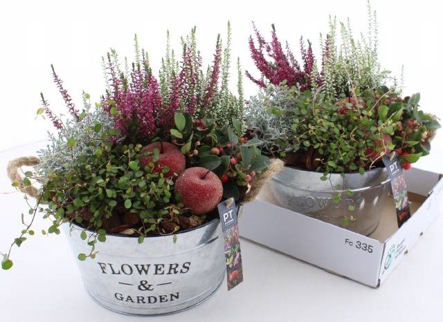 <h4>ARR TUINPLANTEN</h4>