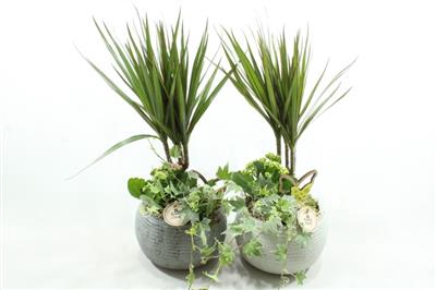 <h4>8182 Bolpot Ker Dracena</h4>