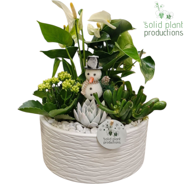 <h4>AT004 Stella White</h4>