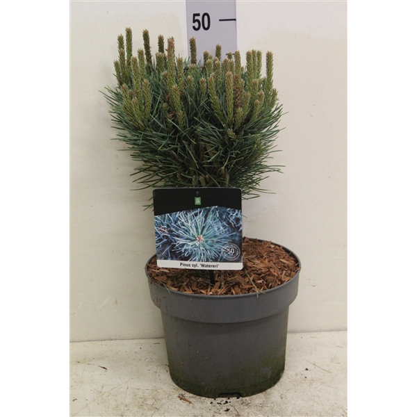 <h4>Pinus sylv. 'Watereri' P23 potgekweekt</h4>