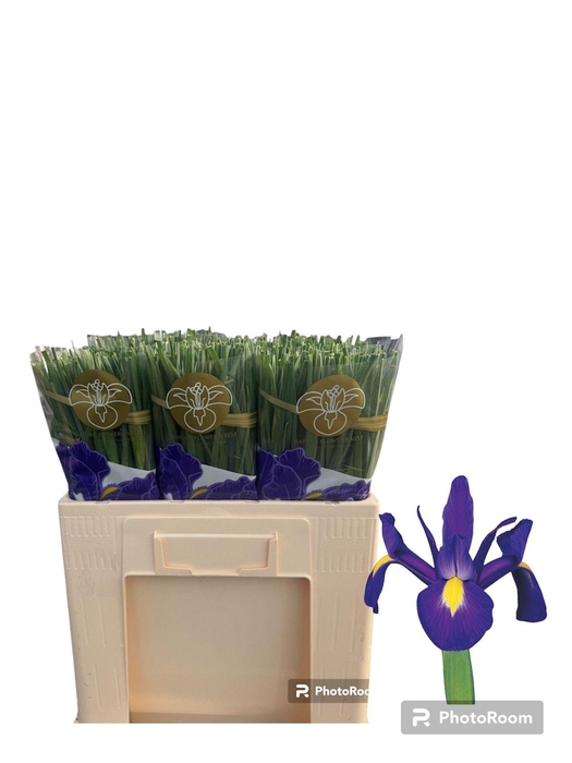 <h4>IRIS BLUE MAGIC</h4>