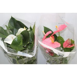 ANTHURIUM VARIADO P17