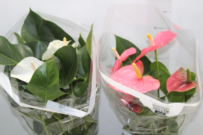 <h4>ANTHURIUM VARIADO P17</h4>