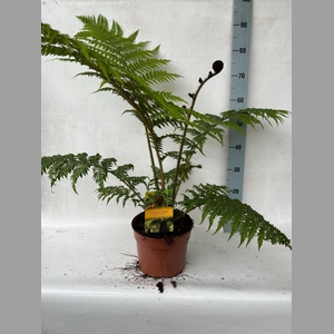 CYATHEA COOPERI