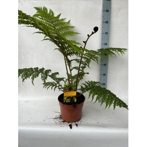 CYATHEA COOPERI