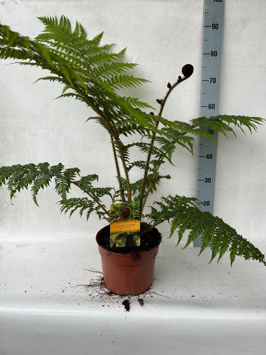 <h4>CYATHEA COOPERI</h4>