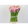 Zantedeschia Eydolls Pink