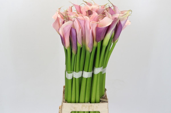 <h4>Zantedeschia Eydolls Pink</h4>