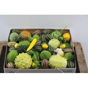 Sier Cucumis Mix Spec Yellow X4 Holl