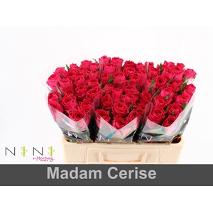 Rosa large madam cerise