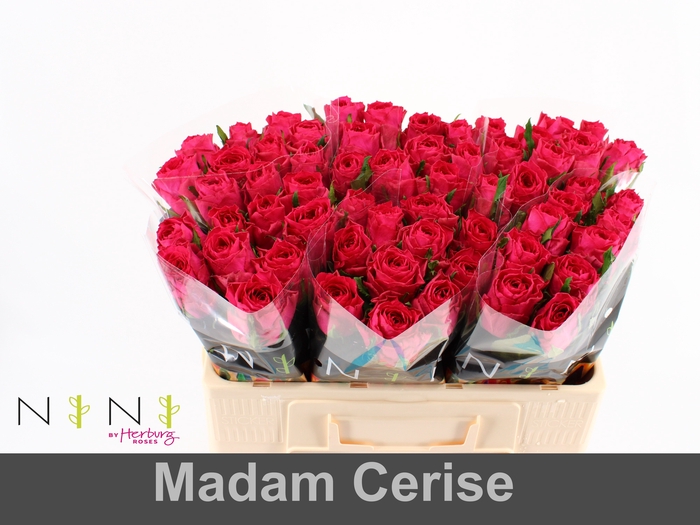 Rosa large madam cerise