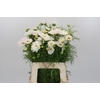 Cosmos White