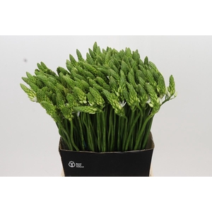 Ornithogalum Mount Fuji