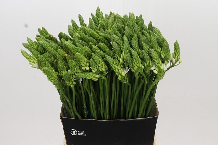<h4>Ornithogalum Mount Fuji</h4>