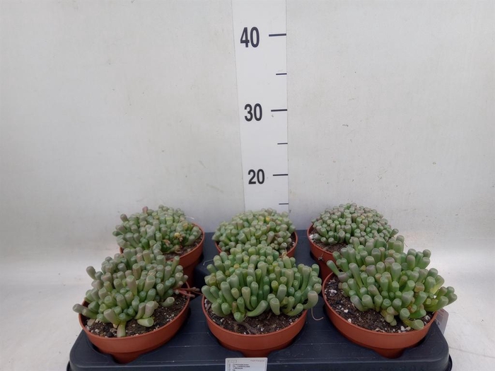 <h4>Succulents   ...</h4>