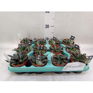 Agave victoriae-reginae