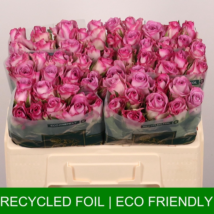 <h4>R GR THRILLER</h4>