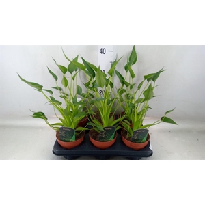 Alocasia  'Tiny Dancers'