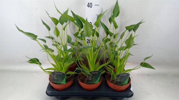 <h4>Alocasia  'Tiny Dancers'</h4>