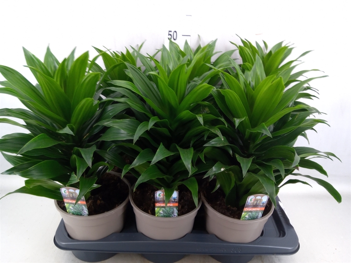 <h4>Dracaena frag. 'Compacta'</h4>