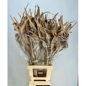 Strelitzia Leaves Dried Naturel