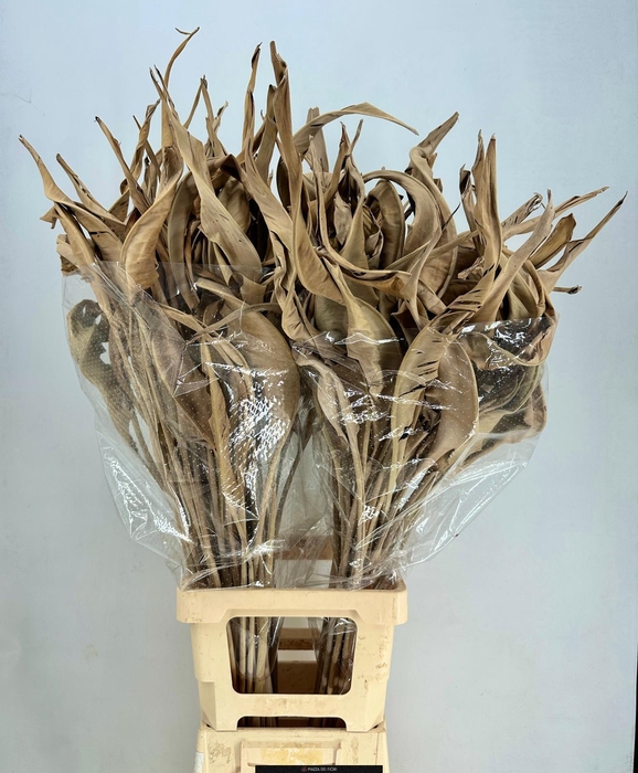 <h4>Strelitzia Leaves Dried Naturel</h4>