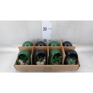 Arr.  Succulents L%