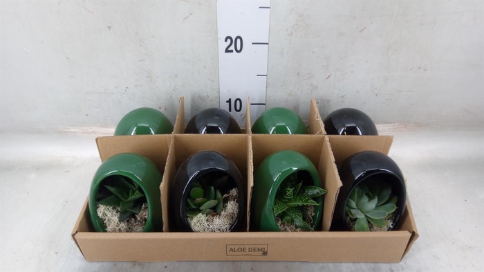 <h4>Arr. Succulents L%</h4>