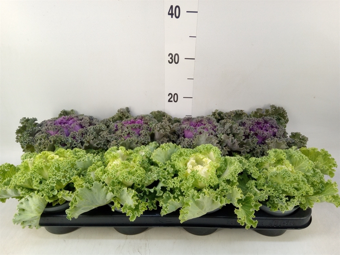 <h4>Brassica oler.  ...curled</h4>