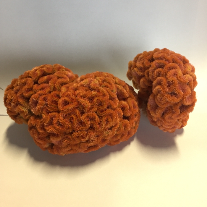 Celosia Orange