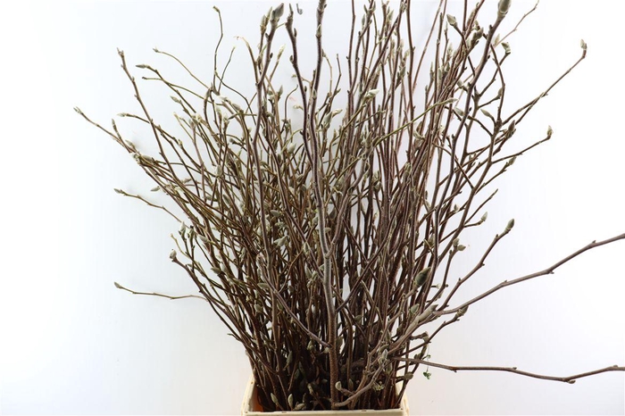 <h4>Magnolia Grandiflora 100cm P Stem</h4>