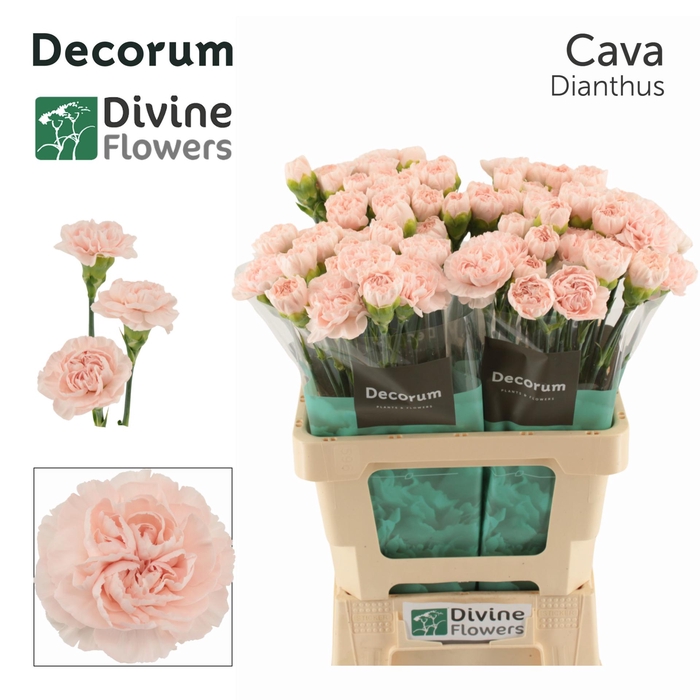 <h4>DI ST CAVA</h4>
