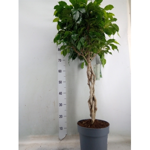 Ficus binn. 'Amstel King'